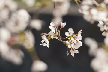 桜の名所兵庫県西宮市の夙川公園　満開の桜