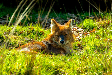 A vigilant Dhole (Cuon alpinus) crouches amid a misty Asian forest edge, exuding raw wild poise and alert intensity