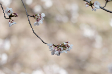 桜の名所兵庫県西宮市の夙川公園　満開の桜