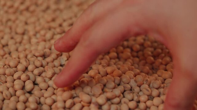 Farmer's hands gathering and inspecting soybean grains from the silo in close-up 2