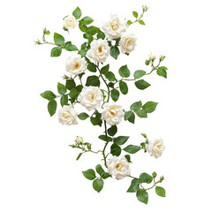 A Lush Climbing Rose Vine with Clusters of White Roses Isolated on Transparent Background