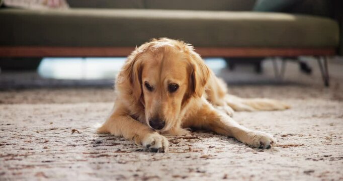 Relax, lick and dog on floor in home with calm, peace or loyalty on carpet for resting. Comfortable, animal and lazy golden retriever puppy licking paw with adoption in living room at house.