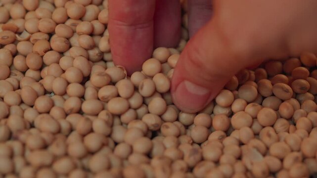 Farmer examining soybean seeds with his fingers in close-up