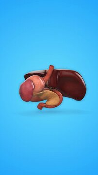 Anatomy of Liver stomach pancreas gallbladder and spleen