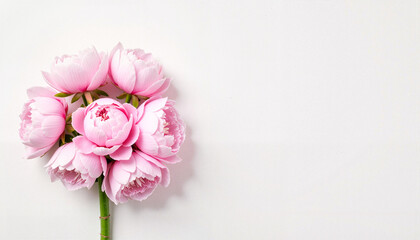 Pink lotus flowers arranged against a white background