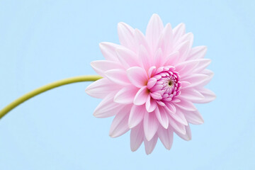 single pink flower on a blue background