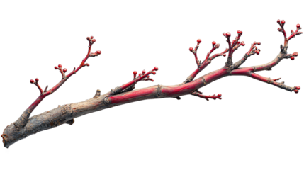 Elegant red manzanita branch with smooth curves isolated on transparent background, perfect for floristry designs and rustic botanical decor