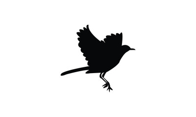 African pied wagtail bird Silhouette Design  And Vector Illustration. 