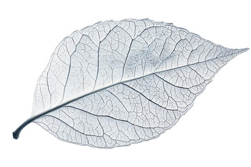 Obraz premium Delicate leaf skeleton with intricate vein network isolated on transparent background, perfect for botanical studies and natural decay art concepts