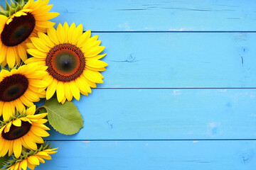 Sunflowers placed on a blue wooden surface