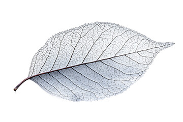 Obraz premium Delicate leaf skeleton with intricate vein network isolated on transparent background, perfect for botanical studies and natural decay art concepts