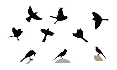 African pied wagtail bird Silhouette Design  And Vector Illustration. 