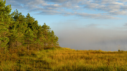 Obraz premium Swamp landscape on a foggy summer morning