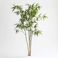Fototapeta premium Lush Green Bamboo Plant Against Simple White Background