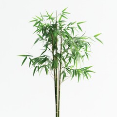Lush Green Bamboo Plant in Bright Minimalist Studio Setting