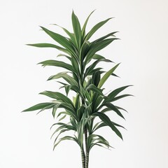 Obraz premium Lush Green Indoor Plant with Long Leaves Against a Bright Background