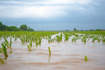 Endless wheat field partially submerged in rainwater under a cloudy sky at dusk, The endless wheat field is partially immersed in rainwater; crops hit by floods Panning forward