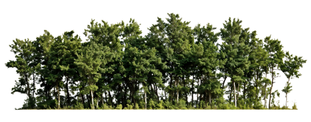 Silhouette of a dense tree line showing various heights of trees forming a natural border with visible trunks and canopies against a transparent background, resembling a forest edge