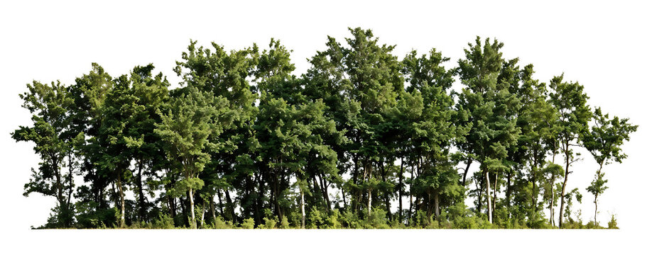 Silhouette of a dense tree line showing various heights of trees forming a natural border with visible trunks and canopies against a transparent background, resembling a forest edge