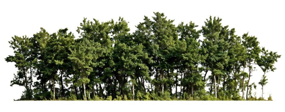 Silhouette of a dense tree line showing various heights of trees forming a natural border with visible trunks and canopies against a transparent background, resembling a forest edge