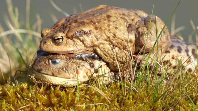 Dead common toad Bufo bufo female and male still holding her. Female was drowned by males during mating. Huge frog from Czech republic. 
