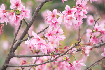 Obraz premium Pink cherry blossoms in spring