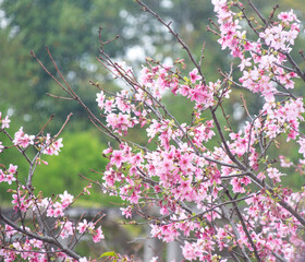 Pink cherry blossoms in spring