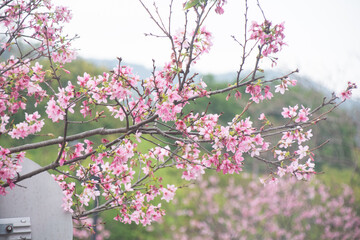 Pink cherry blossoms in spring