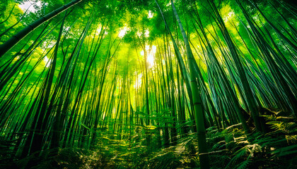 Fototapeta premium Low angle view of bamboo trees in the forest,Green bamboo forest in summer, natural ecology, bottom view