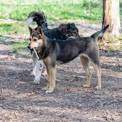 A square street photo of two mongrel stray dogs, one of which amusingly holds a stick in its mouth,...