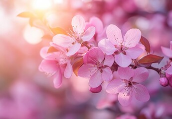 Fototapeta premium Beautiful Pink Cherry Blossom Flowers in Springtime Blooming Light