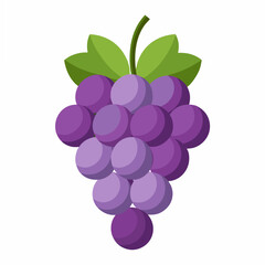vector illustration of grapes