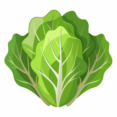 cabbage leaf isolated on white