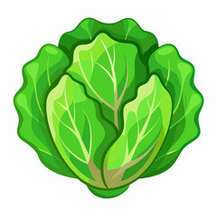 cabbage isolated on white background