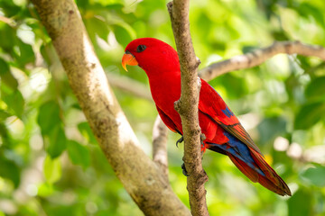 Red Lory - Eos bornea, beautiful colored parrot from Southeast Asian forests and woodlands, Indonesia.