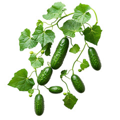 A Climbing Cucumber Vine with Bright Green Tendrils Isolated on Transparent Background