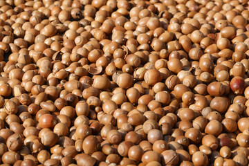 참나무과의 열매 도토리 