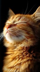 Fototapeta premium Close-up of a serene orange cat basking in sunlight, creating a peaceful atmosphere indoors