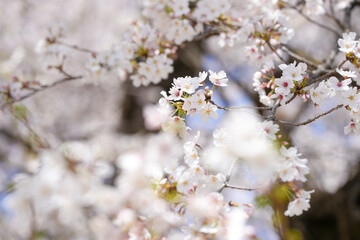 Obraz premium 満開の桜