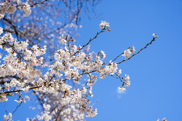 満開の桜と青空 枝のクローズアップ