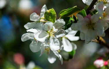 White apple blossoms in spring. The blurred background of nature.