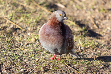 Closeup of a Brown Pigeon Standing on Grass