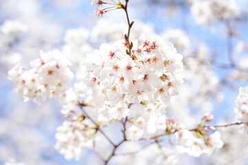 一面の満開の桜と青空