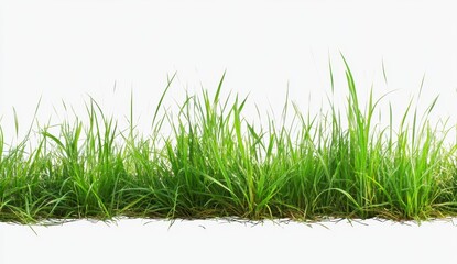 Obraz premium Lush Green Grass with Dew Drops on a Bright White Background