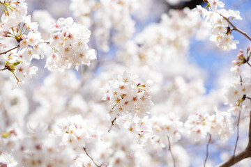 Obraz premium 一面の満開の桜と青空