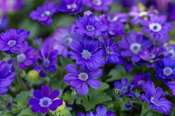 Vibrant purple flowers blooming in a garden during springtime