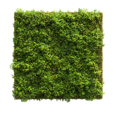 Lush 3D Moss Patch with Textured Surface Isolated on Transparent Background