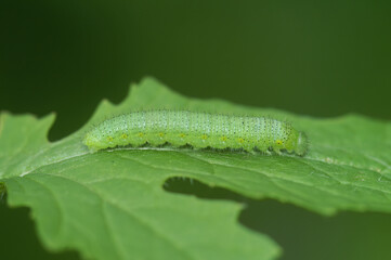 Closeup on the caterpillar of the White-veined butterfly, Pieris napi