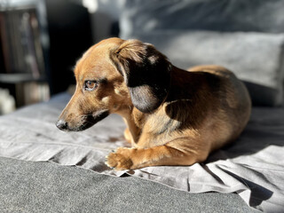 portrait of a sad dachshund