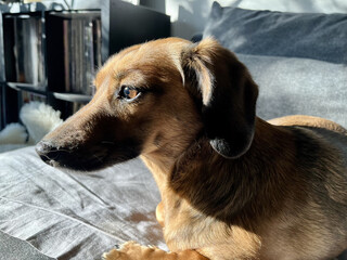 portrait of a brown dog